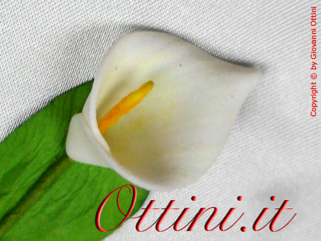 Fiore Calla con racchette Portaconfetti per Segnaposto